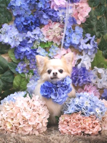 20250612ヴィヴィちゃん